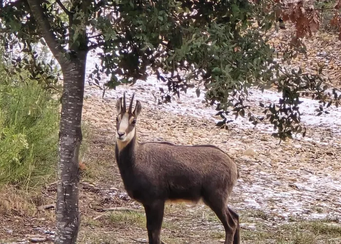 别墅 Les Oliviers Du *